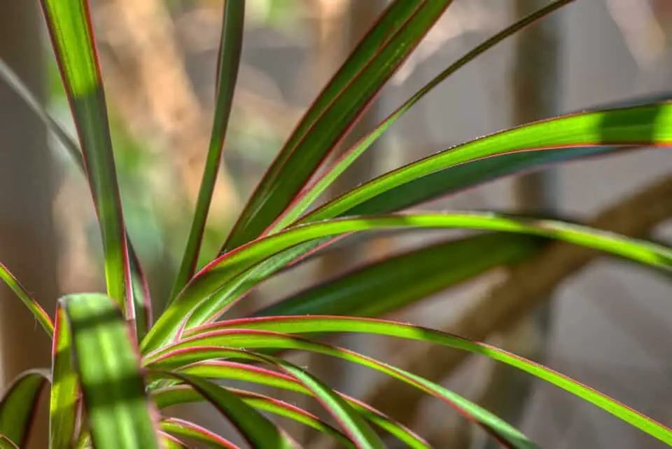 A dracaena on the article Why is my Dracaena Drooping
