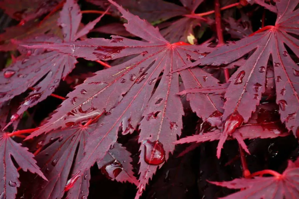 A Japanese maple on the article Japanese Maple vs Red Maple