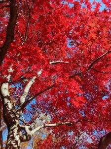 A Japanese maple