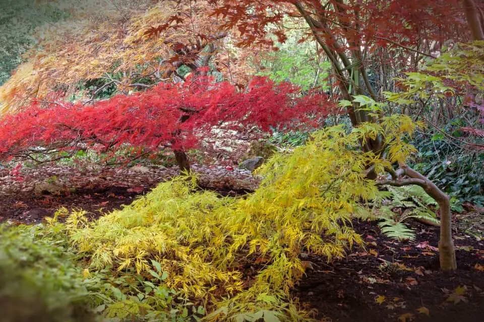 An acer on the article Why is my Acer Tree Dying