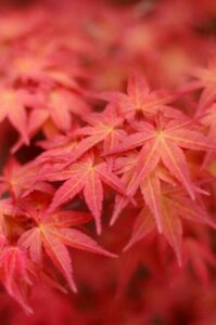 An acer on the article 6 Reasons Your Acer Tree is Dying & How to Fix it