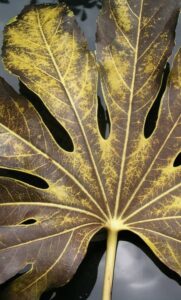 A fatsia japonica