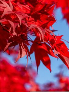 Red maple tree