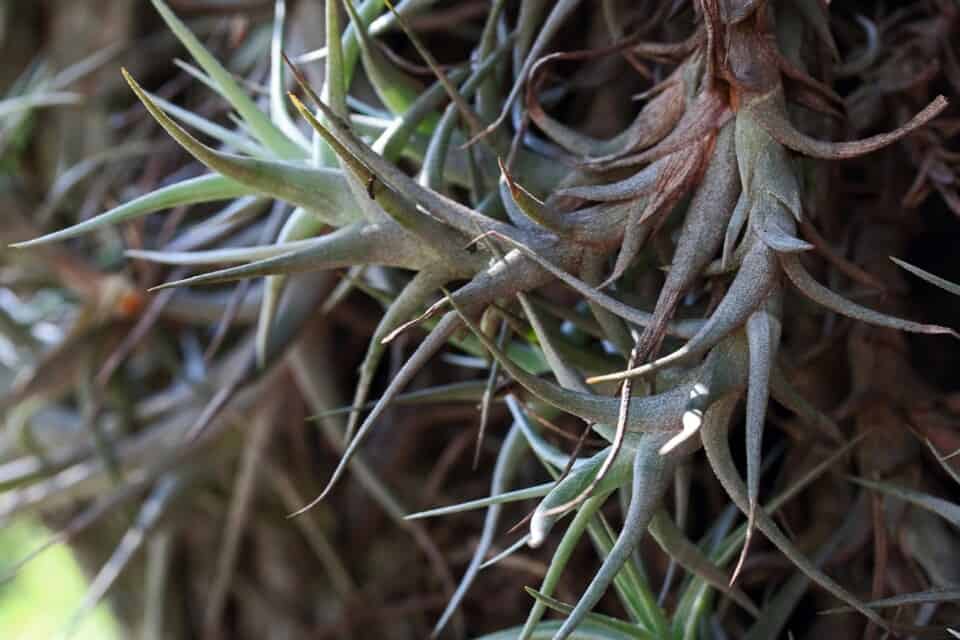 An air plant on the article Why is my Air Plant Turning Yellow