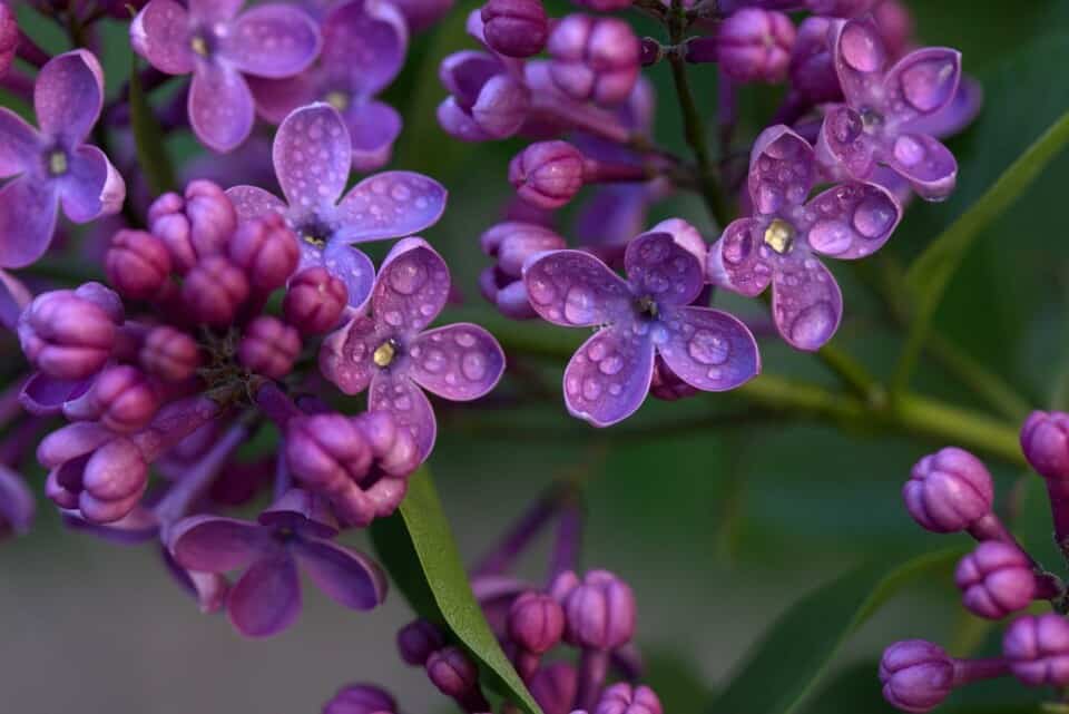 A lilac on the article Wisteria vs Lilac - Similarities & Differences