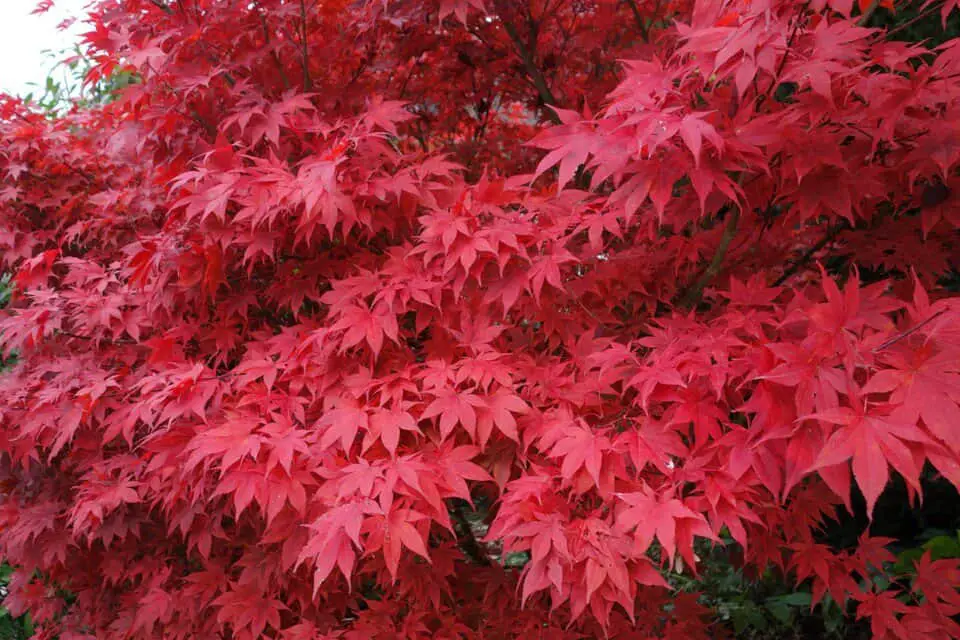 A red maple tree on the article Red maple light requirements