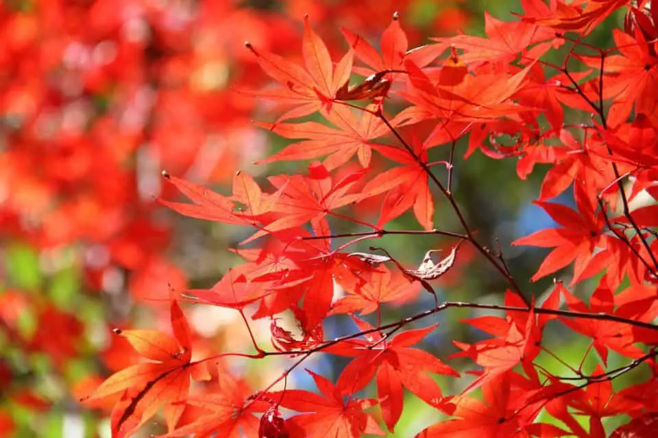 A Japanese maple on the article What are the Benefits of a Japanese maple