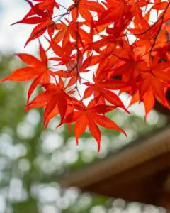 A red maple tree