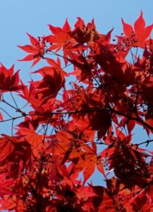 A Japanese maple tree