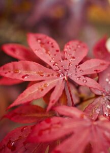 A red maple tree