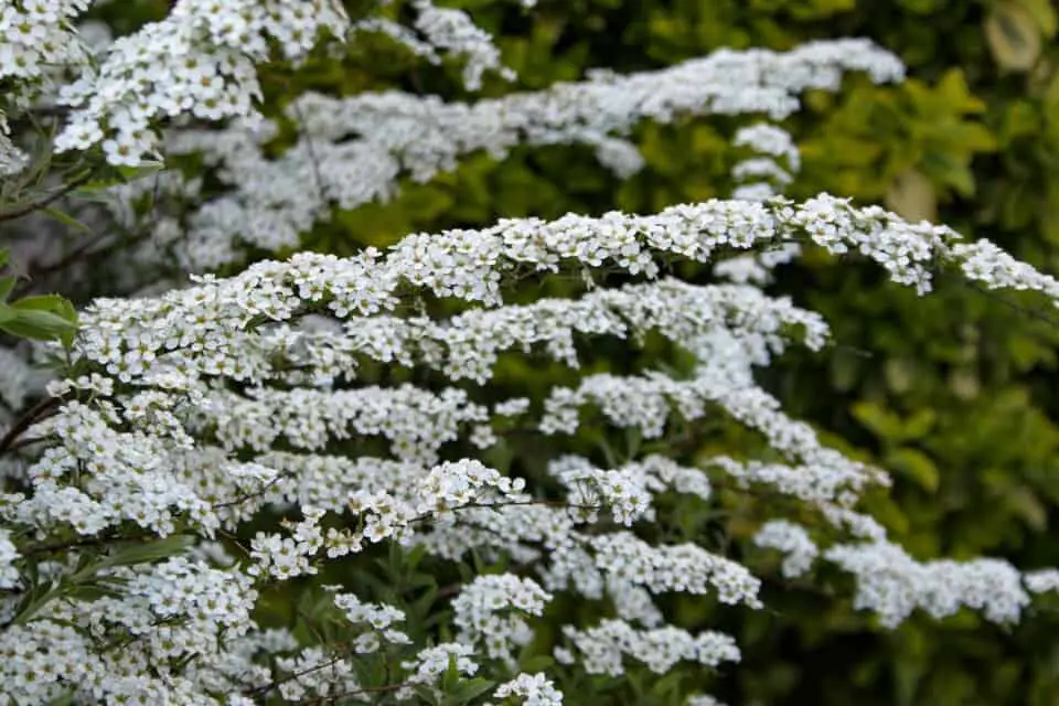 A spirea on the article Abelia vs Spirea