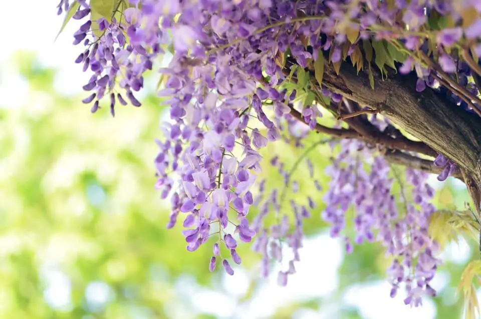A wisteria on the article What Soil Should You Use For Your Wisteria