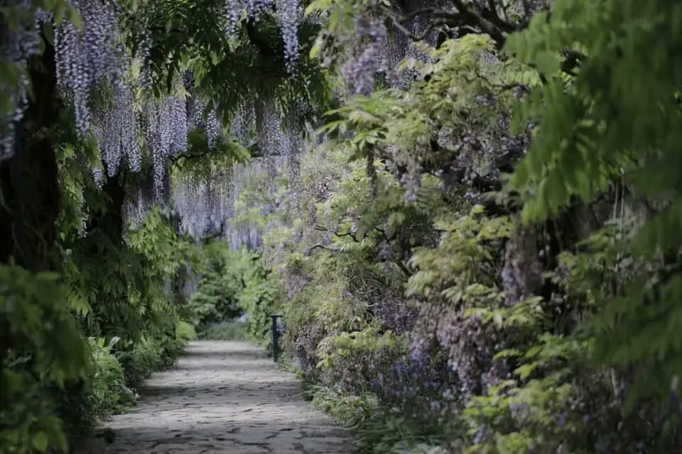 A wisteria on the article Wisteria Tree Vs Vine