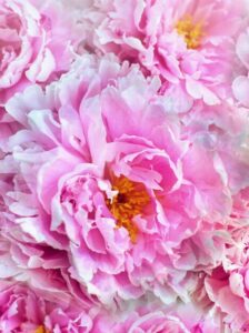 Pink peonies