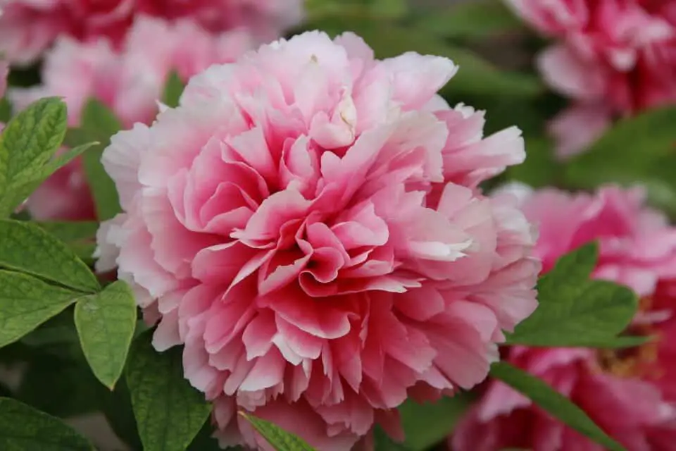 A peony on the article Why is Your Peony Drooping