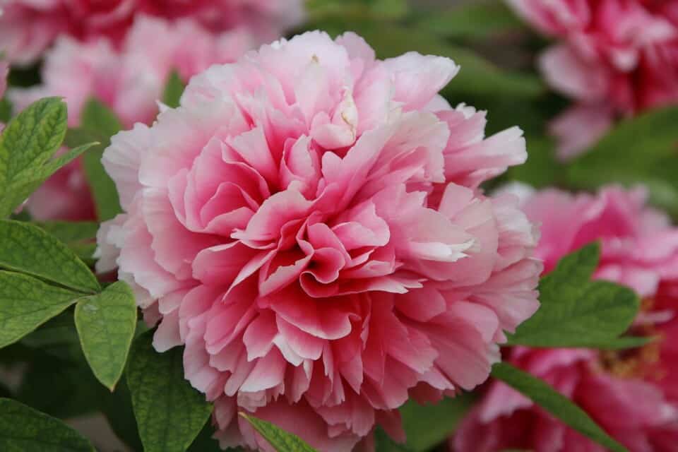 A peony on the article Why is Your Peony Drooping