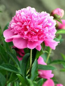 A pink flower on the article What are the Common Peony Problems