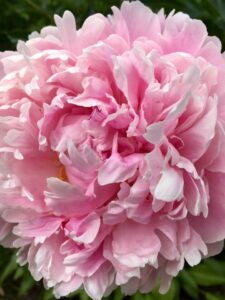 A peony