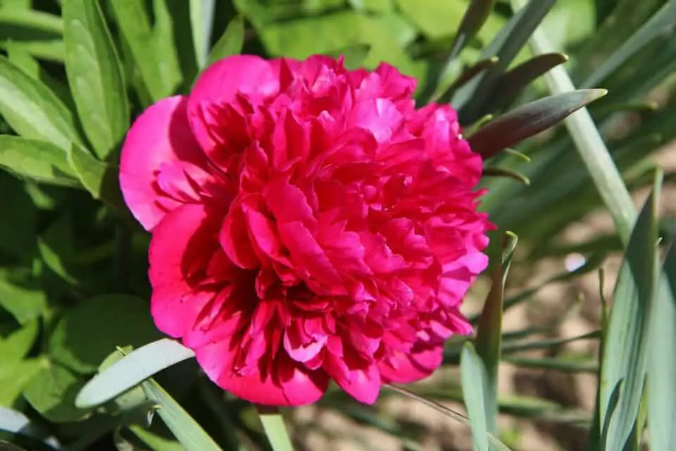 A peony on the article What are the Common Peony Problems?