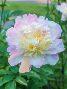 A peony