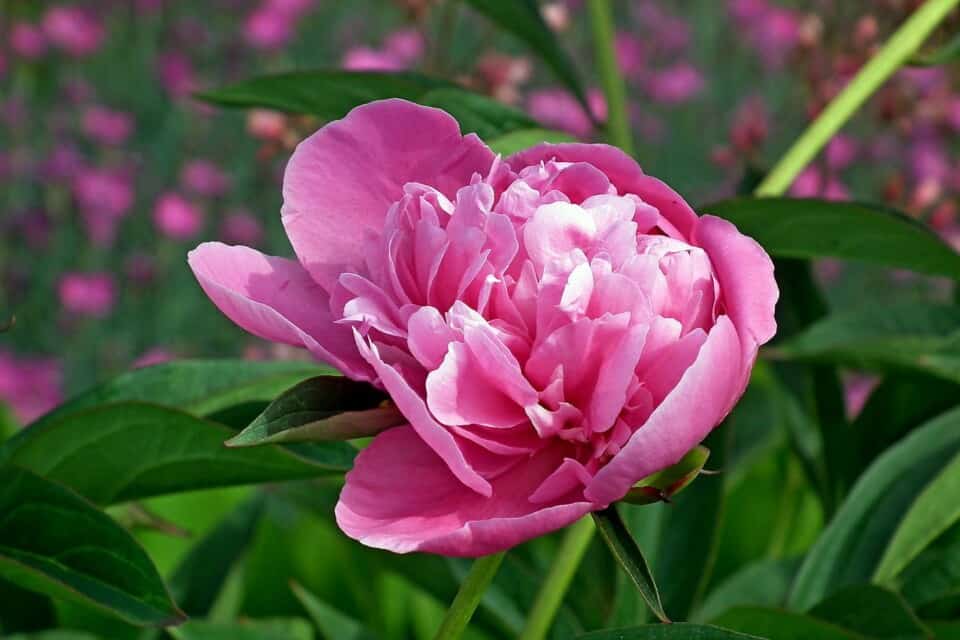 A peony on the article peony turning brown