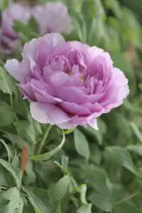A purple pink flower