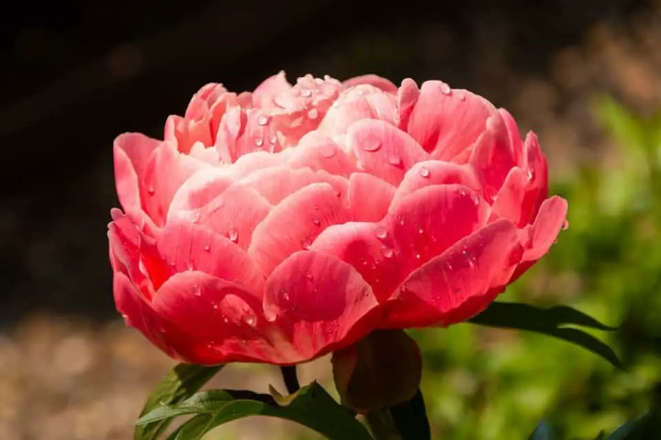A red peony on the article Why is Your Peony Curling