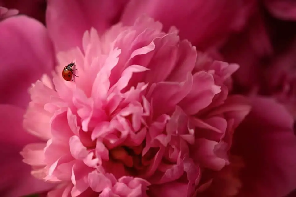 A peony on the article What is the Best Soil for a Peony
