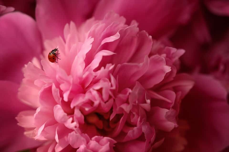 A peony on the article What is the Best Soil for a Peony