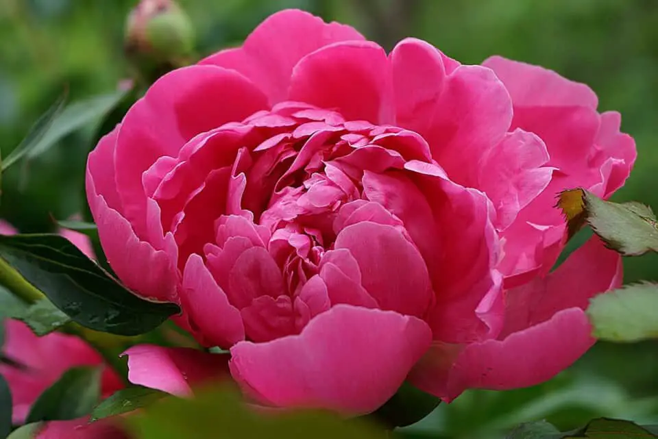 A peony on the article Peony Light Requirements