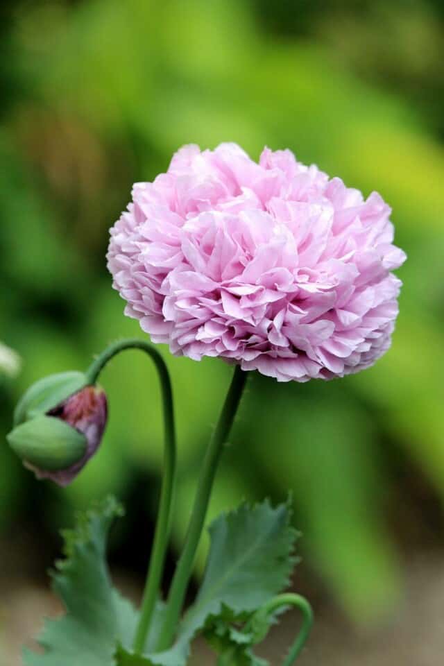 Do Peonies Bloom More Than Once? Tips for Peony Blooming