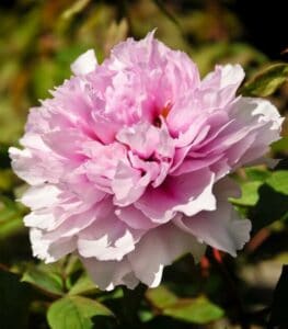 A peony