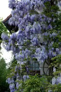 A wisteria