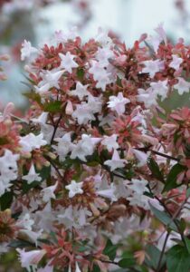 An abelia