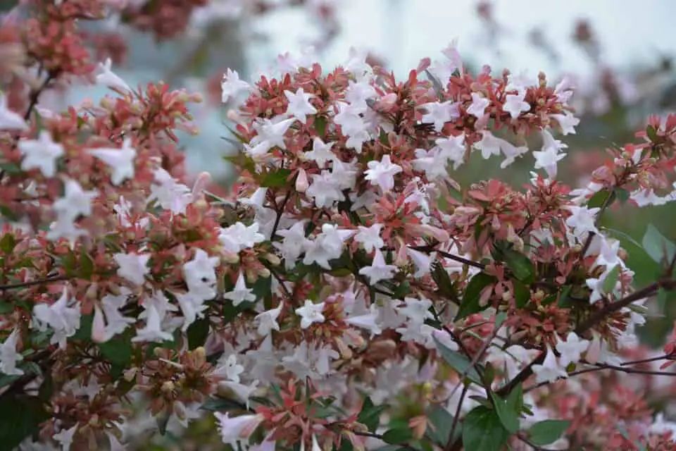 An abelia on the article How to Care For an Abelia Over Winter
