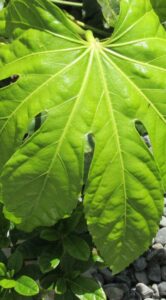 A fatsia japonica