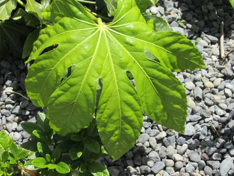 A fatsia japonica on the article Fatsia Japonica Light Requirements