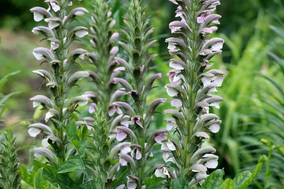 An acanthus on the article Does Acanthus Grow in Shade