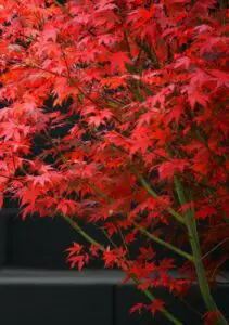 A red maple