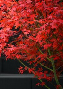 A red maple