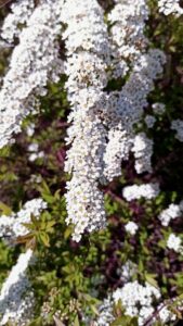 A spirea