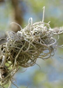 An air plant