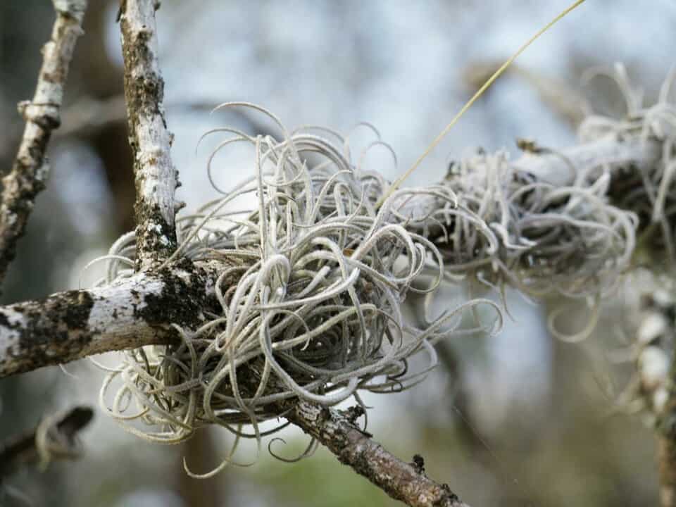 A air plant on the article How to Care for an Air Plant Over Winter