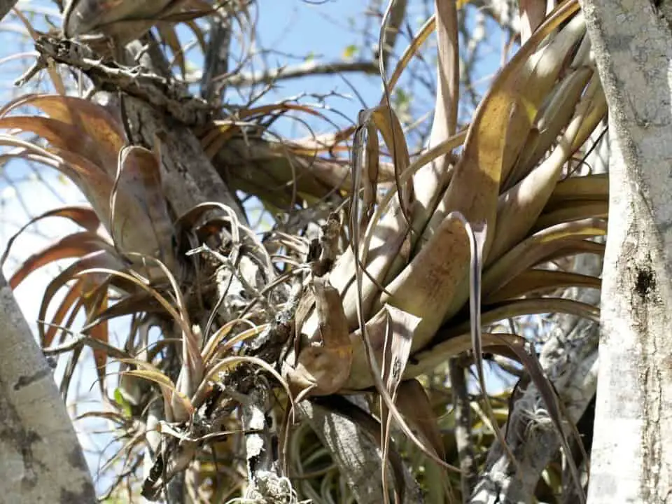 An air plant on the article Why is Your Air Plant Turning Brown