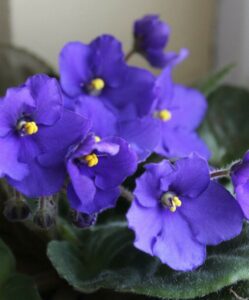 African violets 