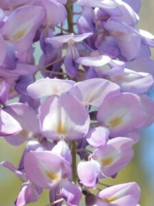 A wisteria