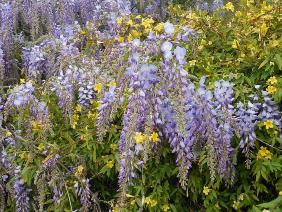 A wisteria on the article Why are Your Wisteria Leaves Turning Yellow