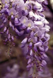 A wisteria