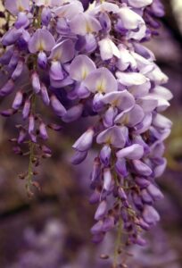 A wisteria