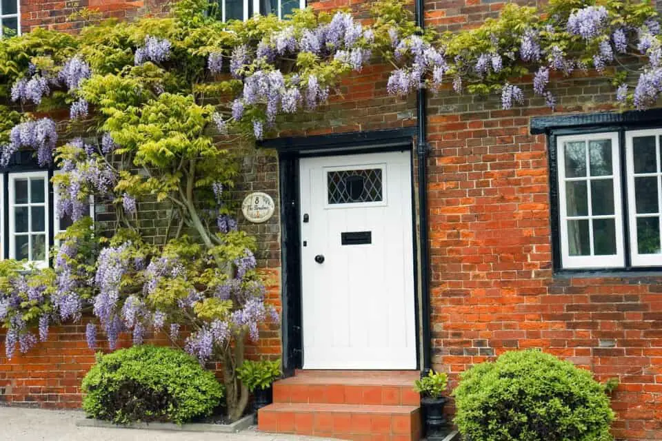 A wisteria on the article What Fertilizer Should you use for Your Wisteria